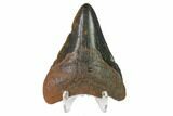 Fossil Megalodon Tooth - South Carolina #130085-2